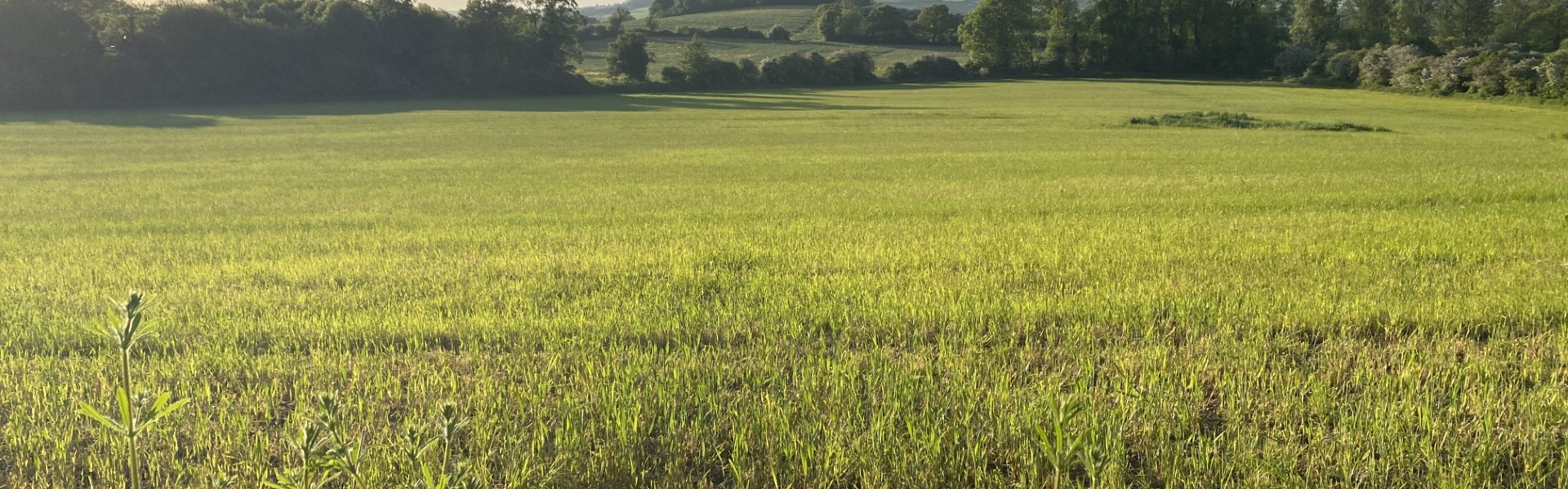 Field View 