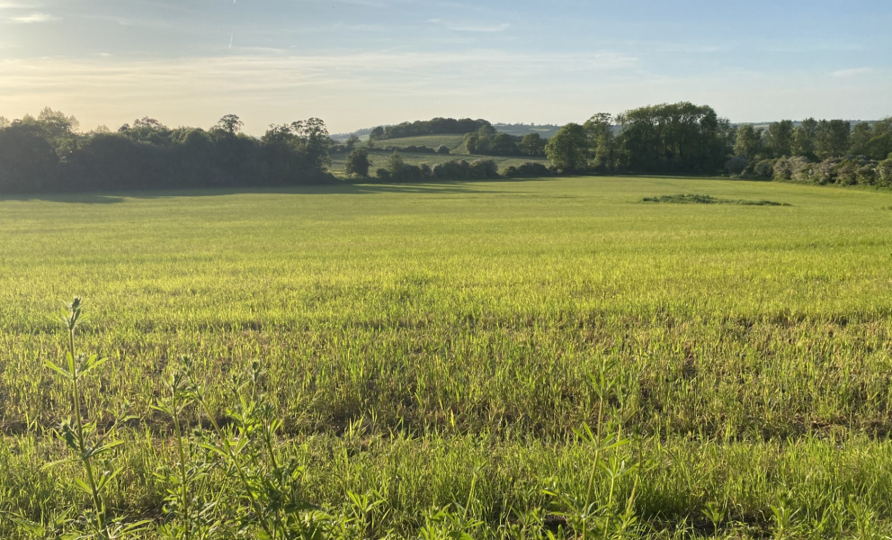 Field View 